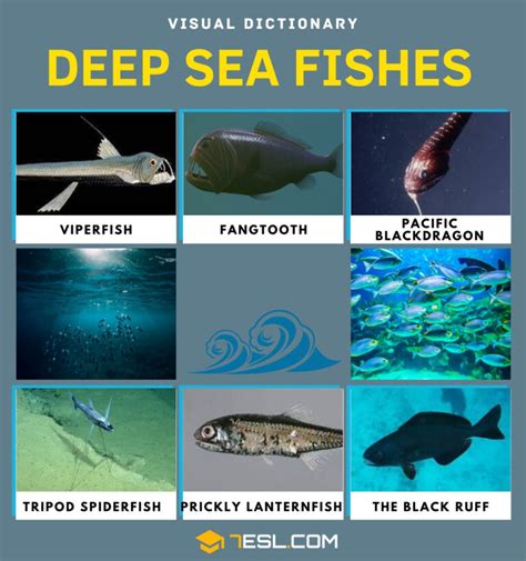 deep sea fish|Deep Sea Fish: The Complete Guide for 2025 .